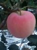 fuji apple  fresh fruit